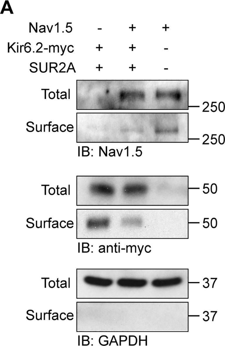 Fig.2.A showing Western Blotting from the publication: Ankyrin-G mediates targeting of both Na+ and KATP channels to the rat cardiac intercalated disc.