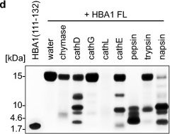 Fig.3.D showing Western Blotting from the publication: A naturally occurring 22-amino acid fragment of human hemoglobin A inhibits autophagy and HIV-1.