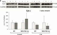 Fig.3.F showing Western Blotting from the publication: Mitochondrial Dysfunction in Cancer Cachexia: Impact on Muscle Health and Regeneration.