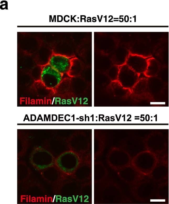 Fig.6.A showing Immunocytochemistry-immunofluorescence from the publication: ADAM-like Decysin-1 (ADAMDEC1) is a positive regulator of Epithelial Defense Against Cancer (EDAC) that promotes apical extrusion of RasV12-transformed cells.