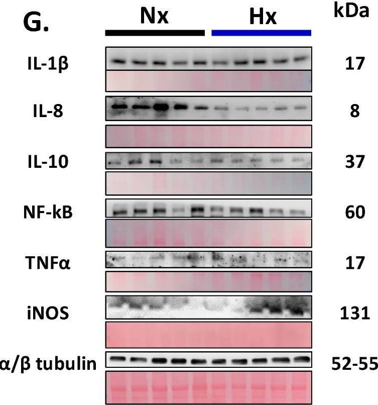 Fig.4.G showing Western Blotting in a Cavia porcellus (Guinea Pig) sample from the publication: Redox Imbalance Is Associated with Neuronal Apoptosis in the Cortex of Neonates Gestated Under Chronic Hypoxia.