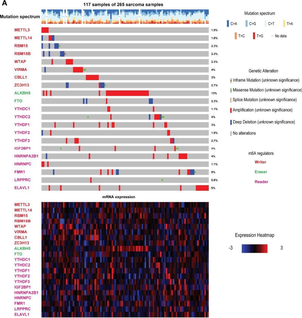 Fig.1.A showing Immunohistochemistry-immunofluorescence in a Homo sapiens (Human) sample from the publication: Comprehensive Analysis of Regulatory Networks of m6A Regulators and Reveals Prognosis Biomarkers in Sarcoma.