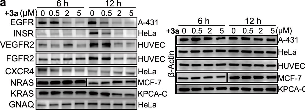 Fig.6.A showing Western Blotting in a Homo sapiens (Human) sample from the publication: Cycling molecular assemblies for Golgi imaging and disruption.