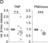 Fig.5.D showing Flow cytometry/Cell sorting from the publication: The transcription factor MAZR preferentially acts as a transcriptional repressor in mast cells and plays a minor role in the regulation of effector functions in response to FcεRI stimulation.
