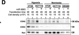 Fig.1.D showing Western Blotting from the publication: miR-6883 downregulates HIF1α in colorectal and breast cancer cells.