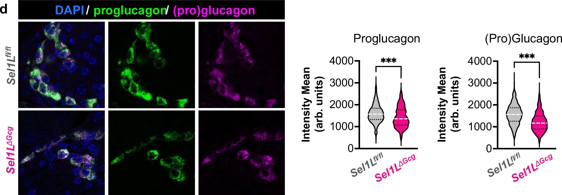 Fig.2.D showing Immunohistochemistry-immunofluorescence in a Mus musculus (House mouse) sample from the publication: SEL1L-HRD1 ER-associated degradation facilitates prohormone convertase 2 maturation and glucagon production in islet α cells.