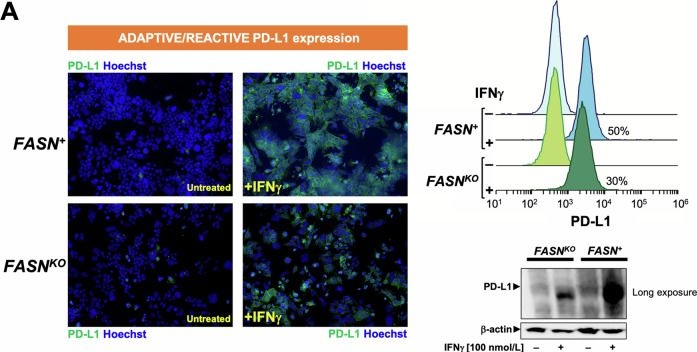 Fig.6.A from the publication: Fatty acid synthase (FASN) is a tumor-cell-intrinsic metabolic checkpoint restricting T-cell immunity.
