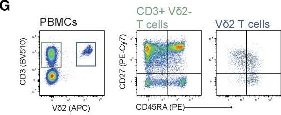 Fig.1.G showing Flow cytometry/Cell sorting in a Homo sapiens (Human) sample from the publication: Isolation and expansion of pure and functional γδ T cells.