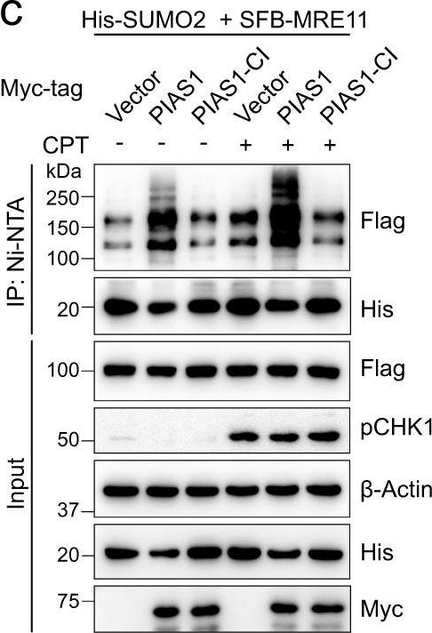 Fig.2.C showing Western Blotting from the publication: Crosstalk between SUMOylation and ubiquitylation controls DNA end resection by maintaining MRE11 homeostasis on chromatin.