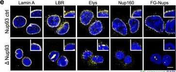 Fig.2.E showing Immunocytochemistry-immunofluorescence from the publication: Interphase chromosome conformation is specified by distinct folding programmes inherited through mitotic chromosomes or the cytoplasm.