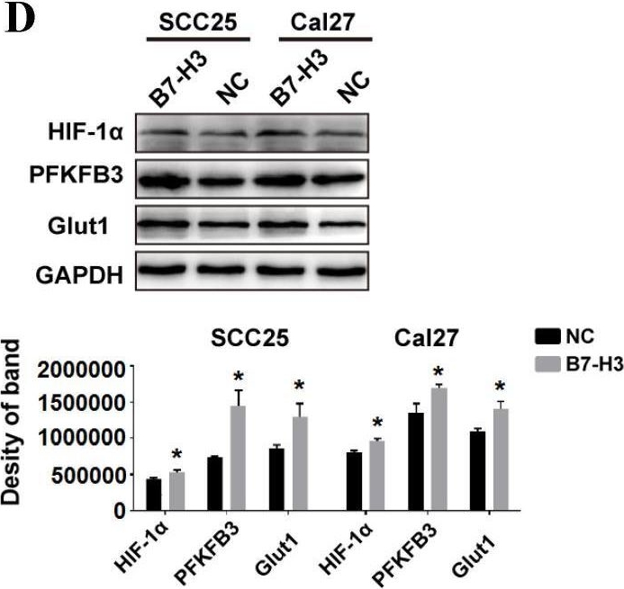Fig.5.D showing Western Blotting in a Homo sapiens (Human) sample from the publication: The immunoregulatory protein B7-H3 promotes aerobic glycolysis in oral squamous carcinoma via PI3K/Akt/mTOR pathway.