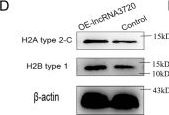Fig.5.D showing Western Blotting from the publication: A long non-coding RNA essential for early embryonic development improves somatic cell nuclear transfer somatic cell nuclear transfer efficiency in goats.