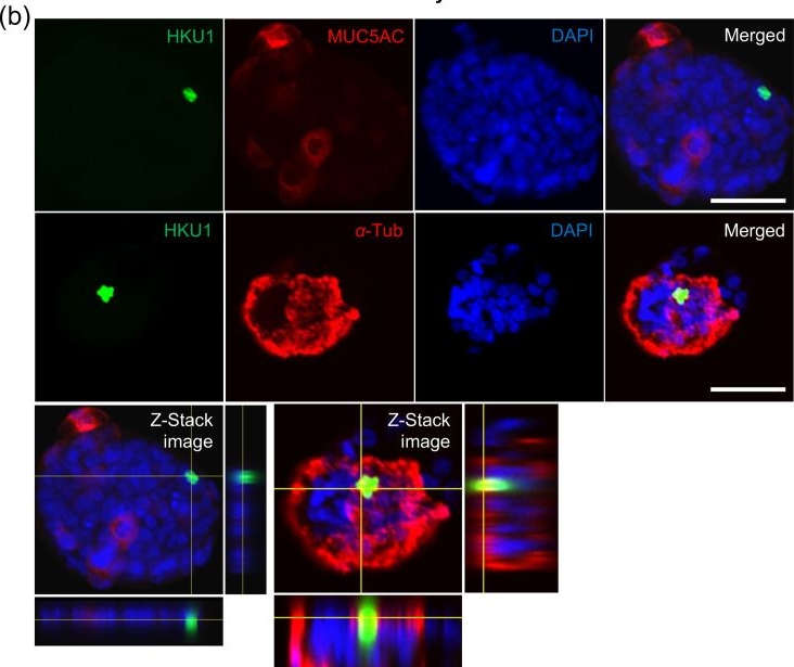 Fig.2.B showing Immunocytochemistry-immunofluorescence in a Canis lupus familiaris (Domestic dog) sample from the publication: Establishment of a human coronavirus HKU1 infection evaluation system using apical-out airway organoids.