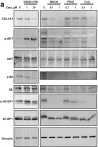 Fig.5.A showing Western Blotting from the publication: β1 integrin, ILK and mTOR regulate collagen synthesis in mechanically loaded tendon cells.