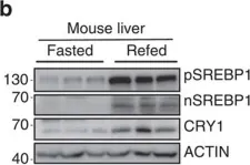 Fig.1.B showing Western Blotting in a Mus musculus (House mouse) sample from the publication: SREBP1c-CRY1 signalling represses hepatic glucose production by promoting FOXO1 degradation during refeeding.