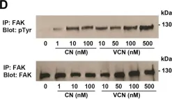 Fig.2.D showing Western Blotting from the publication: Vicrostatin - an anti-invasive multi-integrin targeting chimeric disintegrin with tumor anti-angiogenic and pro-apoptotic activities.