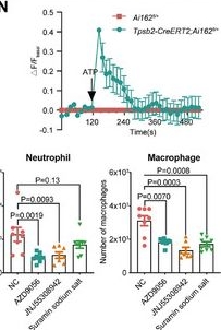 Fig.6.N from the publication: Stromal Cell-Mast Cell Communication Orchestrates Anti-Viral Immunity in the Meninges.