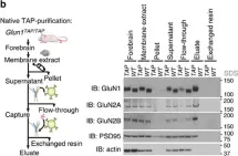 Fig.2.B showing Western Blotting in a Mus musculus (House mouse) sample from the publication: NMDA receptors are selectively partitioned into complexes and supercomplexes during synapse maturation.