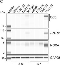 Fig.1.C showing Western Blotting in a Homo sapiens (Human) sample from the publication: Stress-activated pathways mediate PFAS effects on human placental syncytiotrophoblast cells.