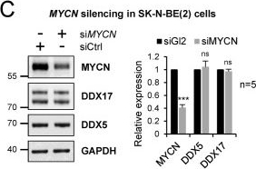 Fig.3.C showing Western Blotting in a Homo sapiens (Human) sample from the publication: MYCN and helicases DDX17 and DDX5 have opposite effects on the production of readthrough-associated chimeric transcripts.