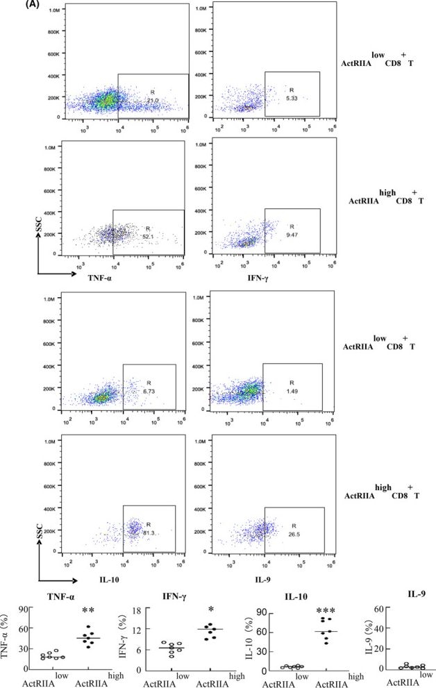 Fig.9.A showing Flow cytometry/Cell sorting in a Mus musculus (House mouse) sample from the publication: Activin A promoted the anti-tumor effect of ActRIIA high CD8+ T cells in mouse hepatoma.