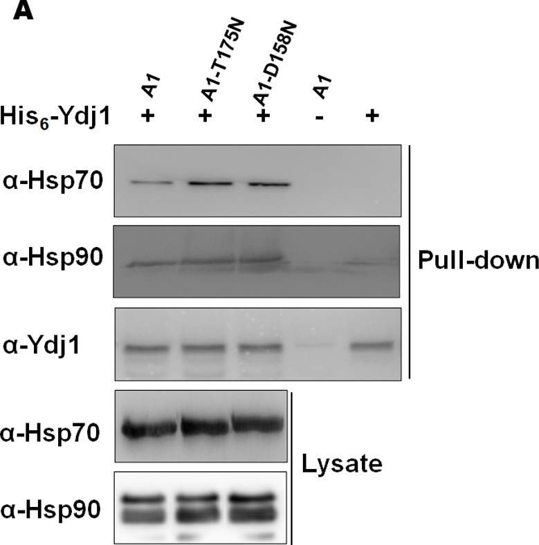 Fig.4.A showing Western Blotting in a Saccharomyces cerevisiae (Yeast) sample from the publication: Ydj1 interaction at nucleotide-binding-domain of yeast Ssa1 impacts Hsp90 collaboration and client maturation.