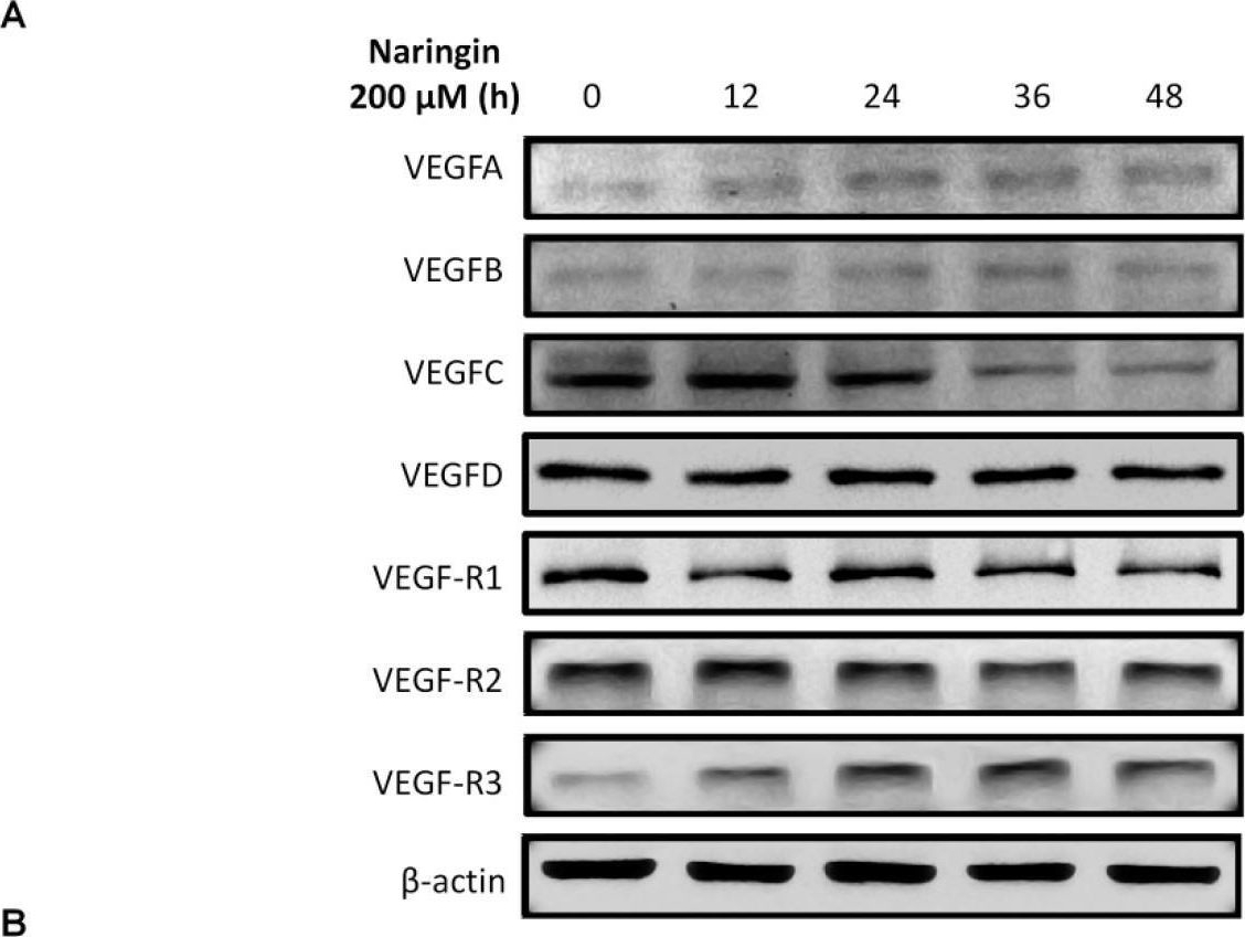 Fig.4.A showing Western Blotting in a Homo sapiens (Human) sample from the publication: Improved Wound Healing by Naringin Associated with MMP and the VEGF Pathway.
