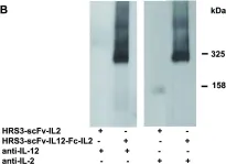 Fig.2.B showing Western Blotting from the publication: An IL12-IL2-antibody fusion protein targeting Hodgkin's lymphoma cells potentiates activation of NK and T cells for an anti-tumor attack.
