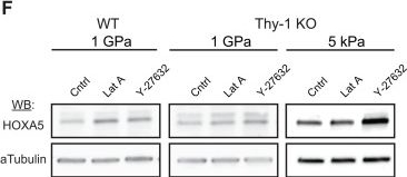 Fig.5.F showing Western Blotting from the publication: Fibroblast mechanoperception instructs pulmonary developmental and pattern specification gene expression programs.