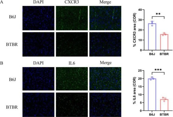 Fig.10.A showing Immunocytochemistry-immunofluorescence from the publication: Research on the role of gut microbiota metabolites in autism by multi-omics and network pharmacology.