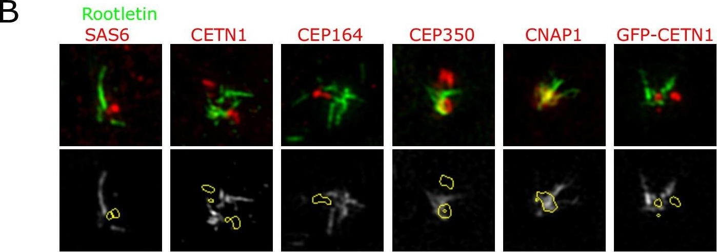 Fig.1.B showing Immunocytochemistry-immunofluorescence in a Homo sapiens (Human) sample from the publication: Stable centrosomal roots disentangle to allow interphase centriole independence.