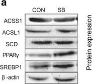 Fig.1.A showing Western Blotting from the publication: Maternal sodium butyrate supplement elevates the lipolysis in adipose tissue and leads to lipid accumulation in offspring liver of weaning-age rats.