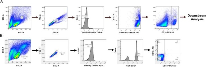 Fig.1.A showing Flow cytometry/Cell sorting in a Cricetulus griseus (Chinese hamster) sample from the publication: Immunogenicity Risk Assessment of Biotherapeutics Using an Ex Vivo B Cell Assay.