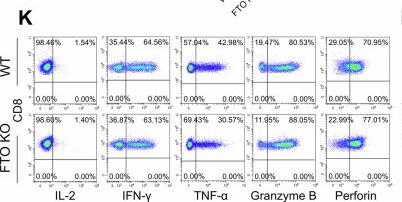Fig.1.K showing Flow cytometry/Cell sorting from the publication: FTO controls CD8+ T cell survival and effector response by modulating m6A methylation of Fas.