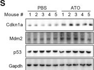 Fig.4.S showing Western Blotting in a Mus musculus (House mouse) sample from the publication: Pharmacological rescue of mutant p53 triggers spontaneous tumor regression via immune responses.
