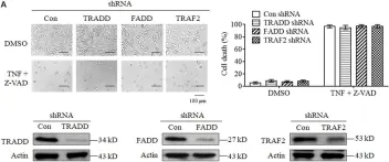 Fig.2.A showing Western Blotting from the publication: TRADD Mediates RIPK1-Independent Necroptosis Induced by Tumor Necrosis Factor.