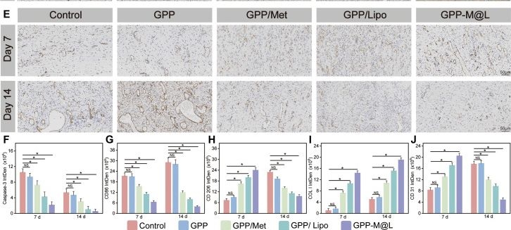 Fig.11.E showing Immunohistochemistry from the publication: Manganese-Based Polyoxometalate Nanozyme-Metformin Co-functionalized Hydrogel Promotes Diabetic Wound Regeneration by Enhancing Phagocyte Efferocytosis.