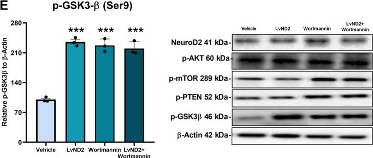Fig.6.E showing Western Blotting from the publication: Unraveling the Role of NeuroD2 in Ischemic Pathophysiology: Insight into Neuroprotection Mechanisms Associated with AKT Survival Kinase.
