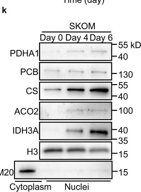 Fig.1.K showing Western Blotting from the publication: Nuclear localization of mitochondrial TCA cycle enzymes modulates pluripotency via histone acetylation.