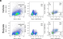 Fig.6.B showing Flow cytometry/Cell sorting in a Mus musculus (House mouse) sample from the publication: Identification of gut dysbiosis in axial spondyloarthritis patients and improvement of experimental ankylosing spondyloarthritis by microbiome-derived butyrate with immune-modulating function.