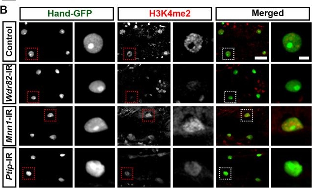 Fig.6.B showing Immunocytochemistry-immunofluorescence in a Drosophila melanogaster (Fruit fly) sample from the publication: Distinct roles of COMPASS subunits to Drosophila heart development.