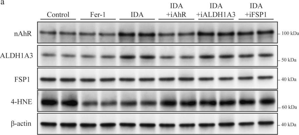 Fig.5.A showing Western Blotting from the publication: Oral 7,8-Dihydroxyflavone Protects Retinal Ganglion Cells by Modulating the Gut-Retina Axis and Inhibiting Ferroptosis via the Indoleacrylic Acid-AhR-ALDH1A3-FSP1 Pathway.