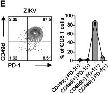 Fig.2.E showing Flow cytometry/Cell sorting from the publication: Brain-infiltrating CD8 T cells retain functional activity to protect against acute Zika virus infection.