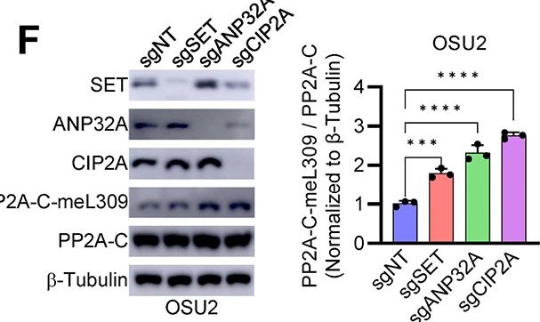 Fig.1.F showing Western Blotting from the publication: Endogenous inhibitors of PP2A activate oncogenic and DNA damage response kinases in glioblastoma.