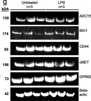 Fig.1.G showing Western Blotting from the publication: C1q-CD44 interactions regulate microglial phagocytosis, proliferation, and migration.