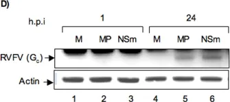 Fig.5.D showing Western Blotting in a Homo sapiens (Human) sample from the publication: Alteration in superoxide dismutase 1 causes oxidative stress and p38 MAPK activation following RVFV infection.