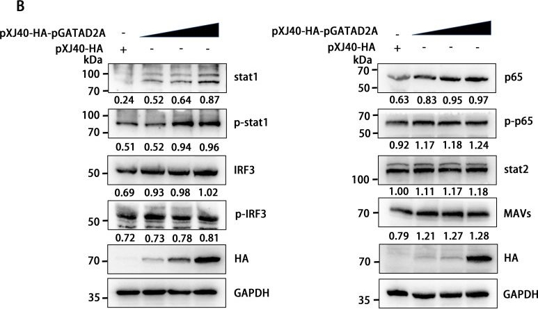 Fig.2.B showing Western Blotting from the publication: Swine acute diarrhea syndrome coronavirus nsp5 induces apoptosis by targeting GATA zinc finger domain-containing protein 2A (GATAD2A/p66α).