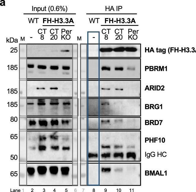 Fig.3.A showing Western Blotting from the publication: PBAF/cBAF reorganization on H3.3 chromatin regulates BMAL1 activity in the absence of circadian negative feedback.