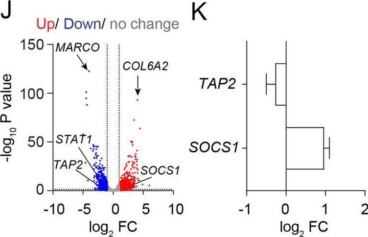 Fig.4.J showing Flow cytometry/Cell sorting in a Homo sapiens (Human) sample from the publication: IL-4 mediated TAP2 downregulation is a dominant and reversible mechanism of immune evasion and immunotherapy resistance in non-small cell lung cancer.