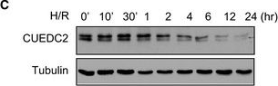 Fig.1.C showing Western Blotting in a Mus musculus (House mouse) sample from the publication: CUEDC2 modulates cardiomyocyte oxidative capacity by regulating GPX1 stability.